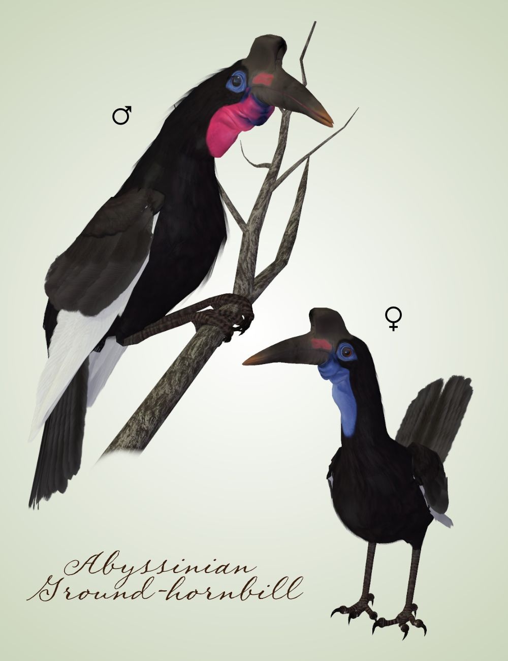 Songbird ReMix Hornbills by N/A
