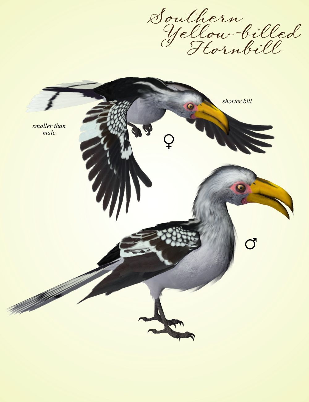 Songbird ReMix Hornbills by N/A
