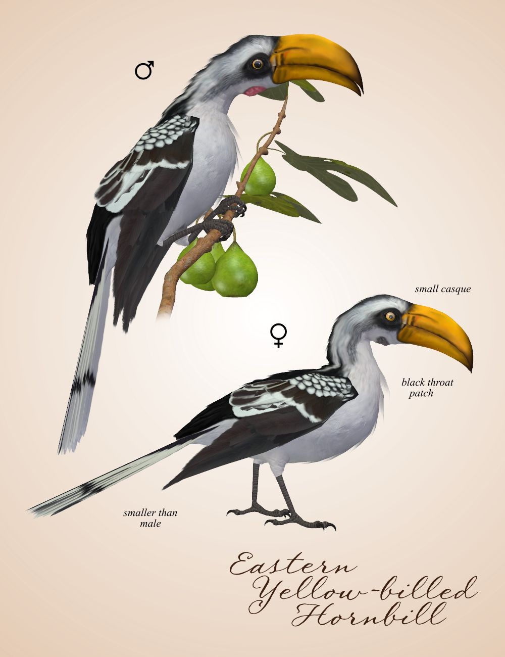 Songbird ReMix Hornbills by N/A