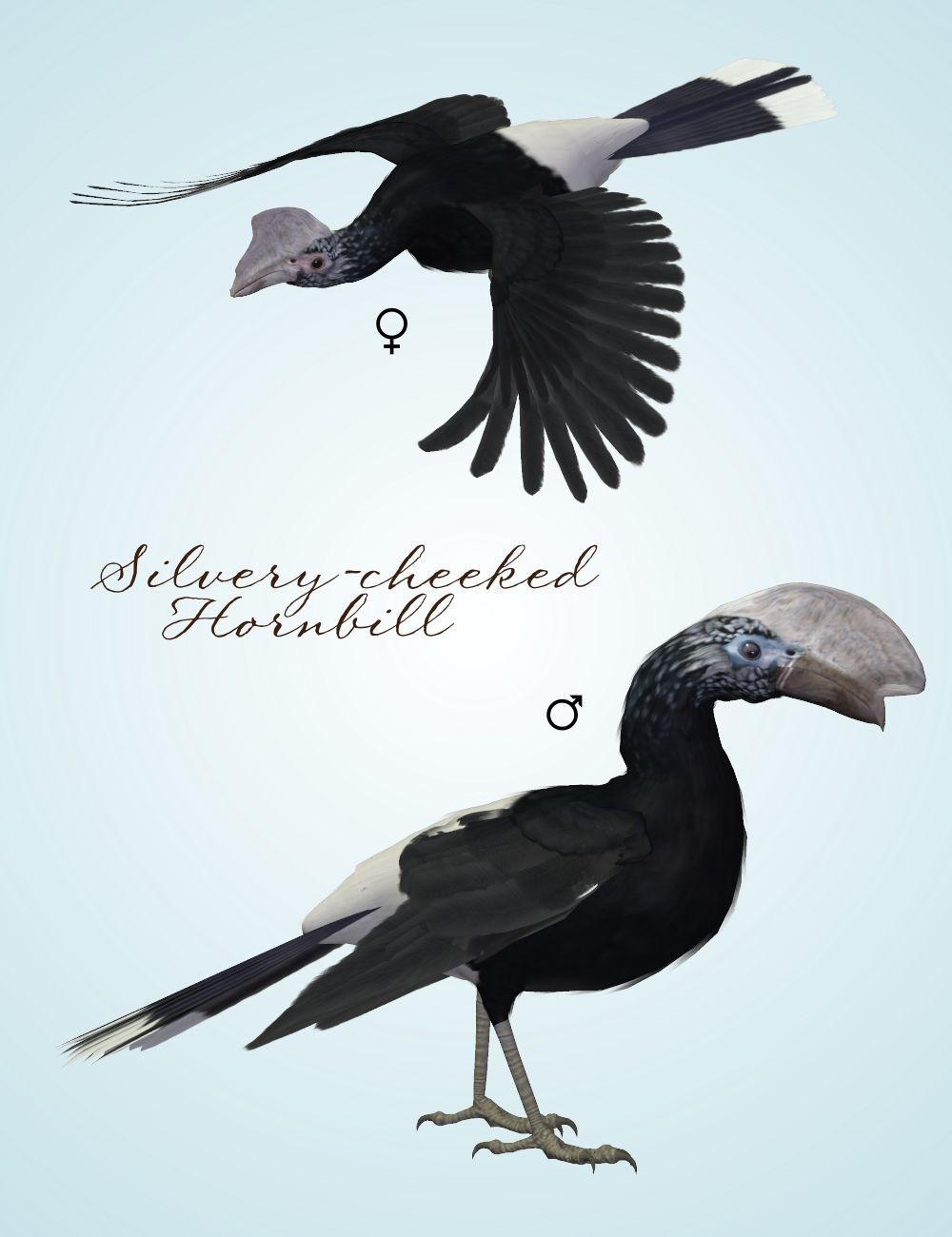 Songbird ReMix Hornbills by N/A