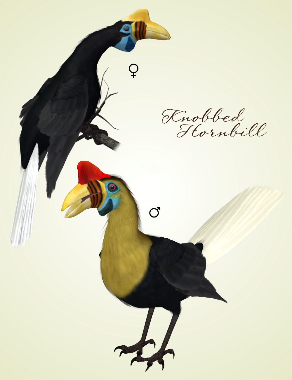 Songbird ReMix Hornbills by N/A