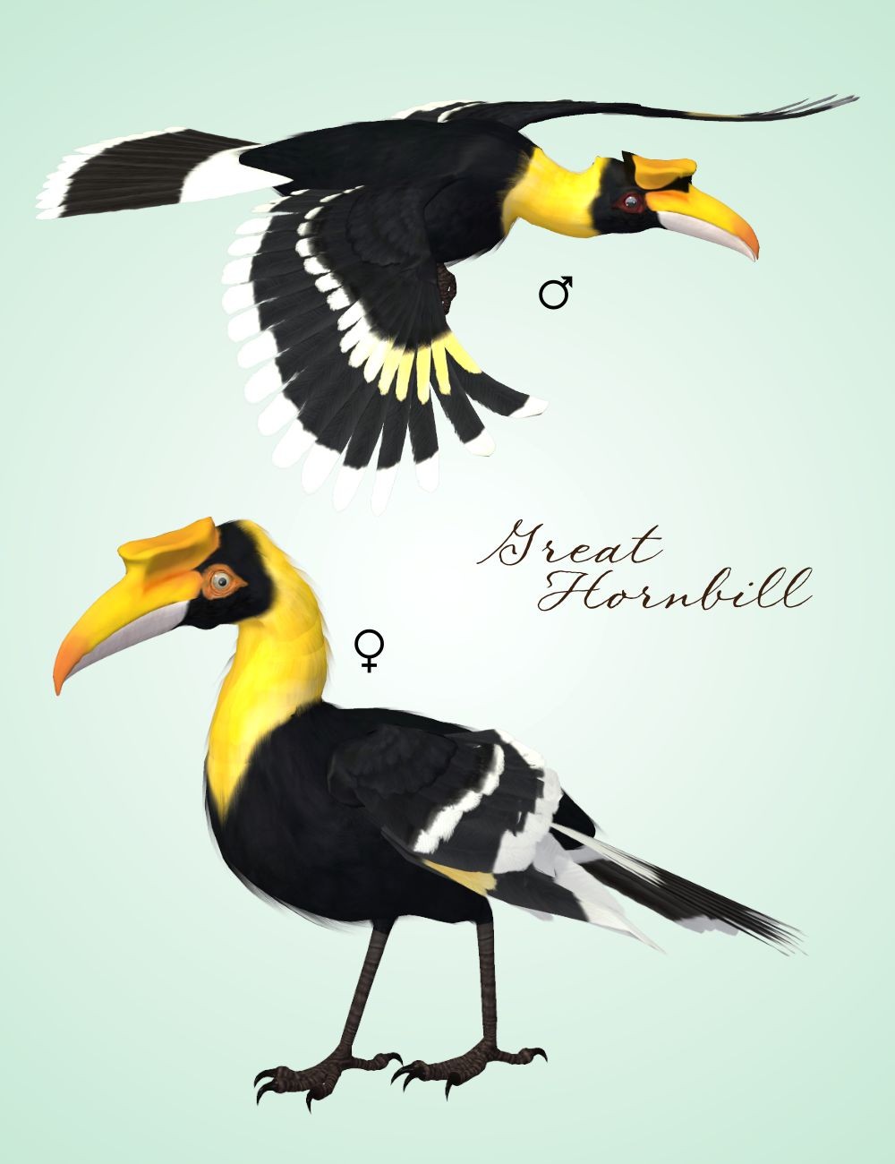 Songbird ReMix Hornbills by N/A