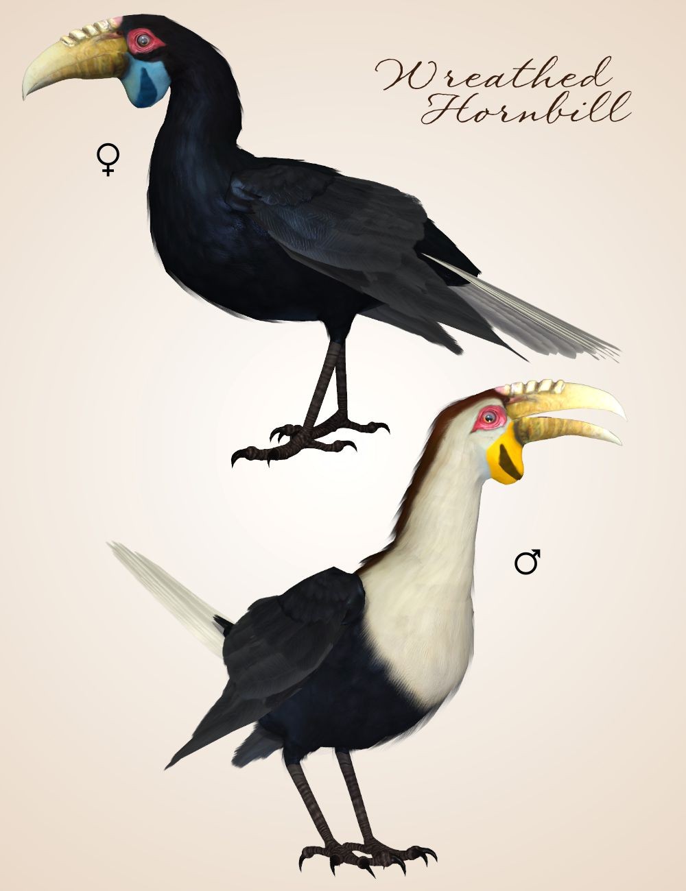 Songbird ReMix Hornbills by N/A