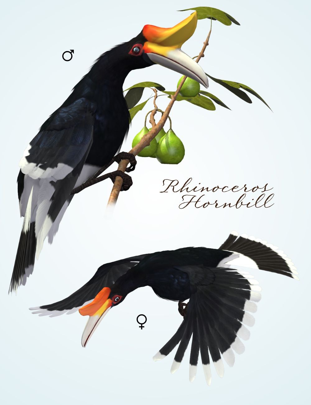 Songbird ReMix Hornbills by N/A