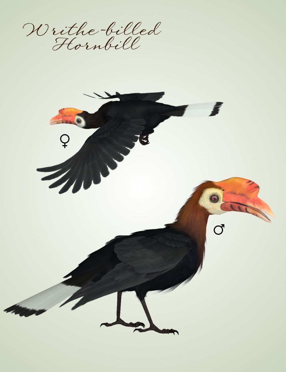 Songbird ReMix Hornbills by N/A