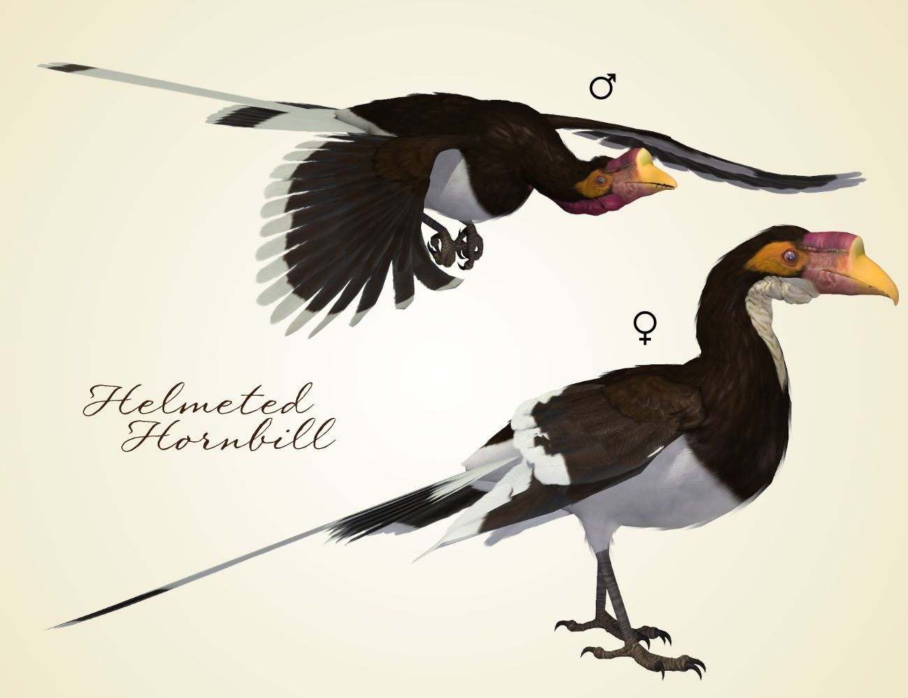 Songbird ReMix Hornbills by N/A