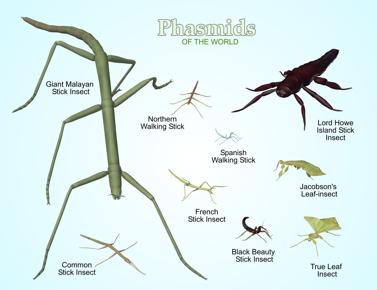 Nature's Wonders Phasmids by N/A
