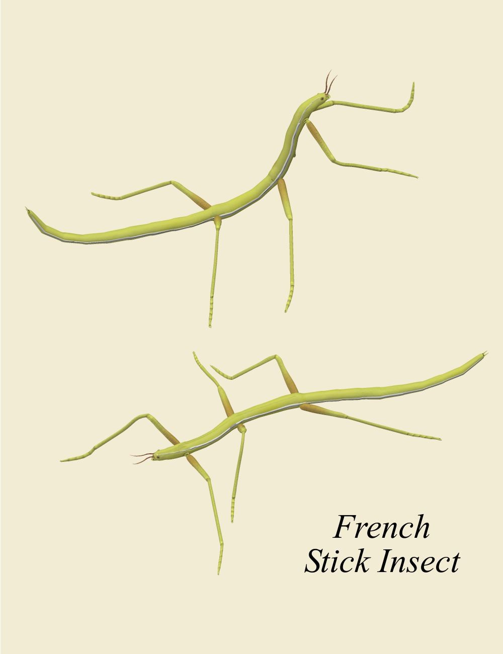 Nature's Wonders Phasmids by N/A