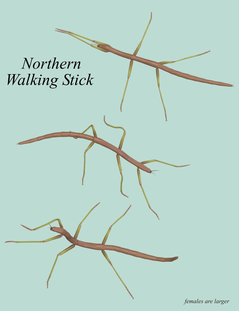 Nature's Wonders Phasmids by N/A