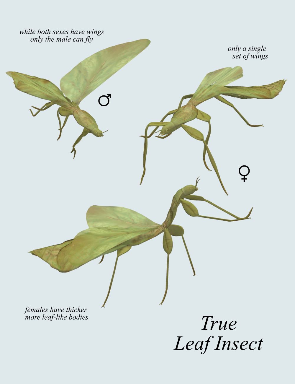 Nature's Wonders Phasmids by N/A