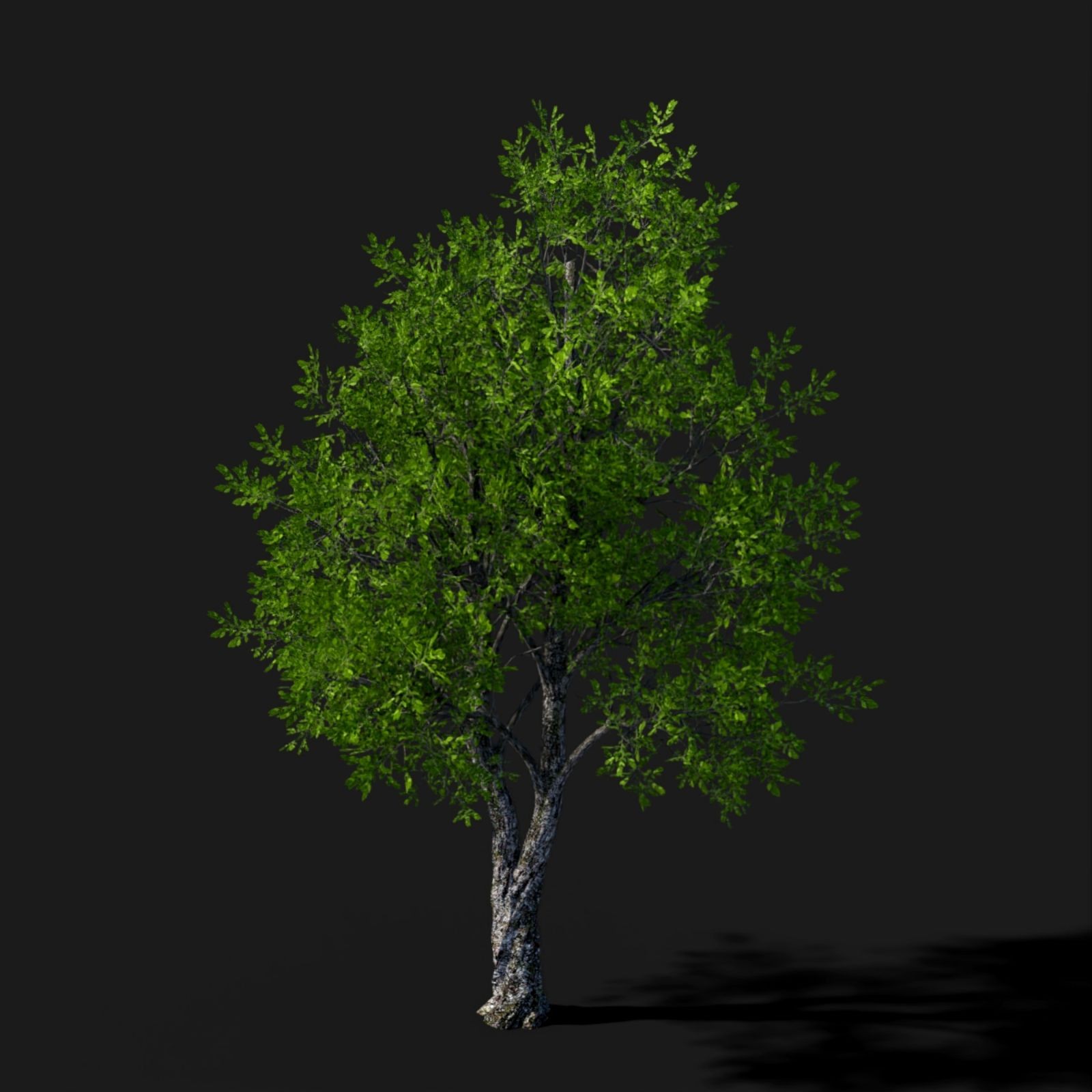 Tree Movements by N/A