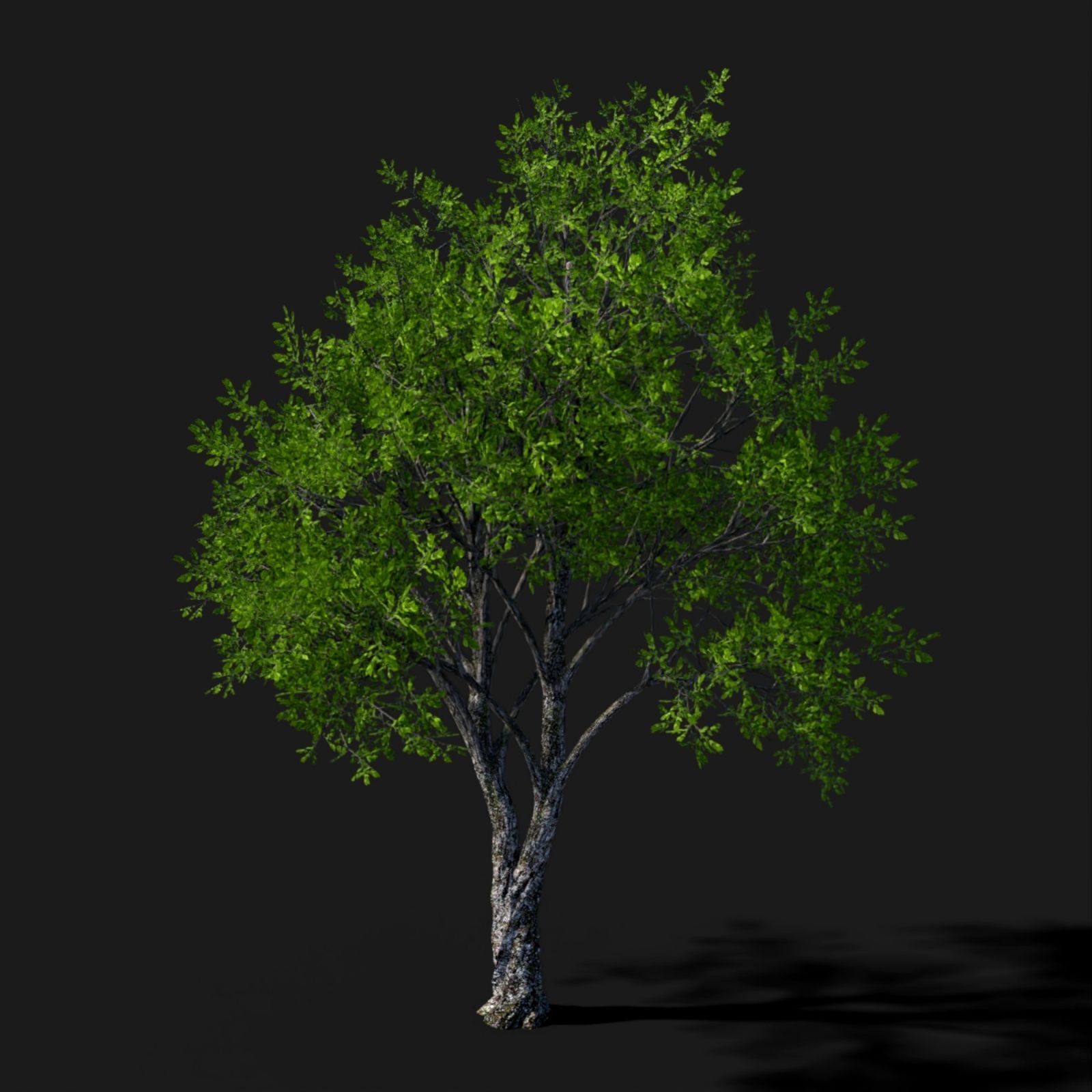 Tree Movements by N/A