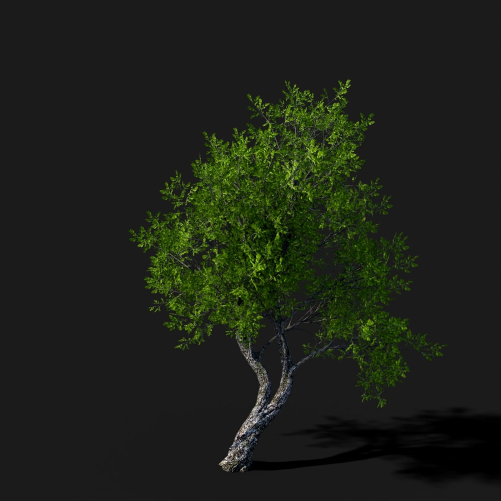 Tree Movements by N/A