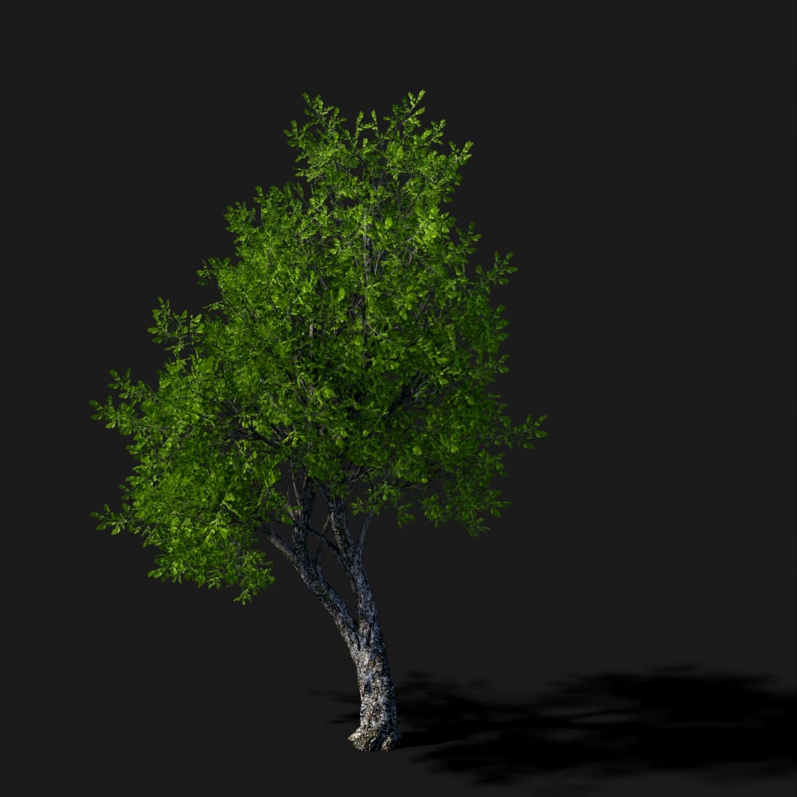Tree Movements by N/A