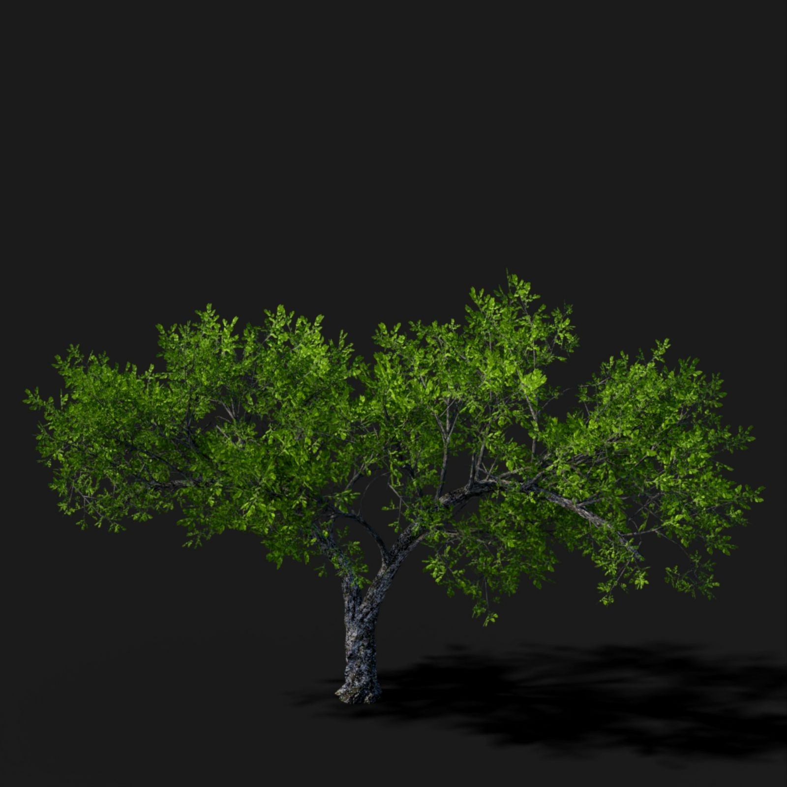 Tree Movements by N/A