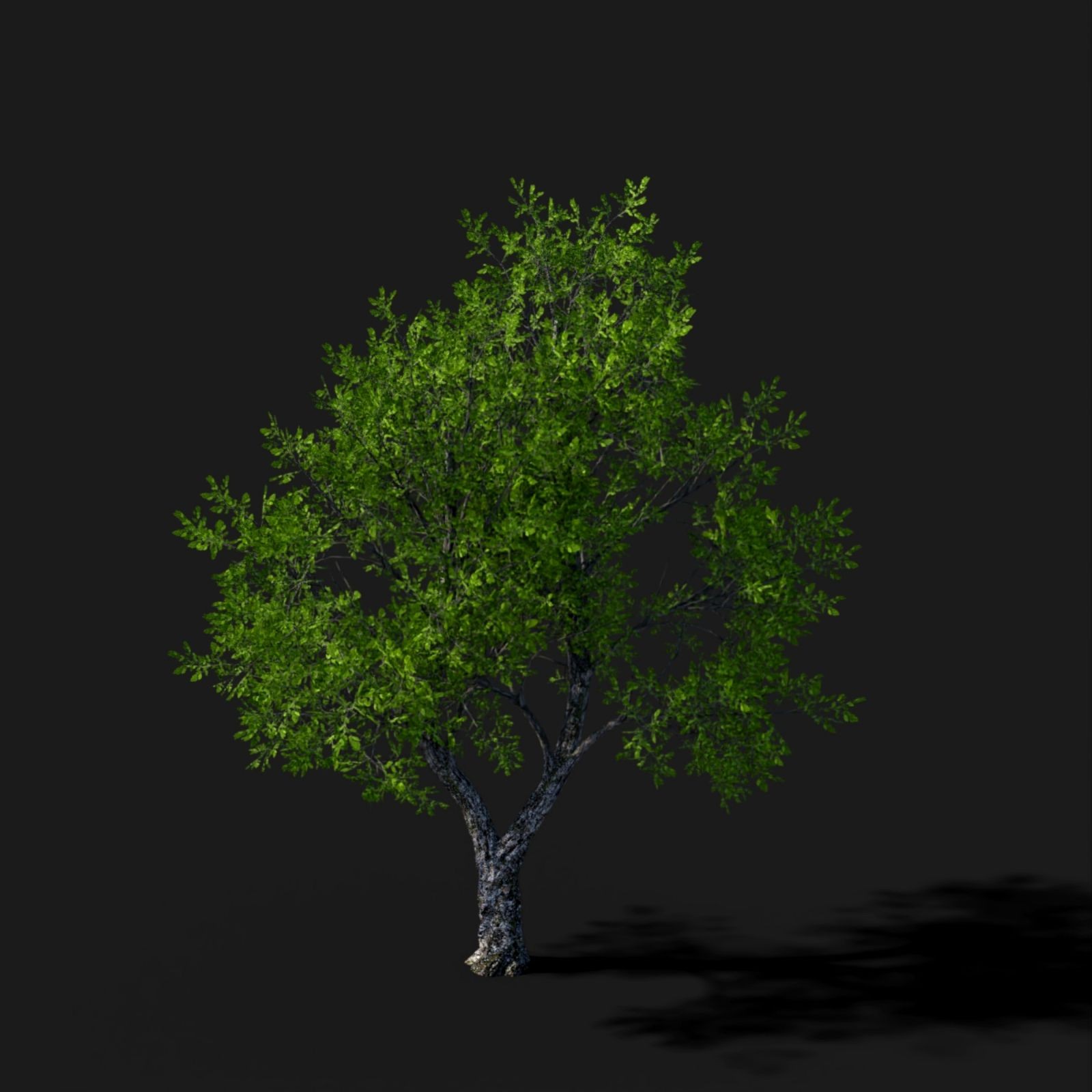 Tree Movements by N/A