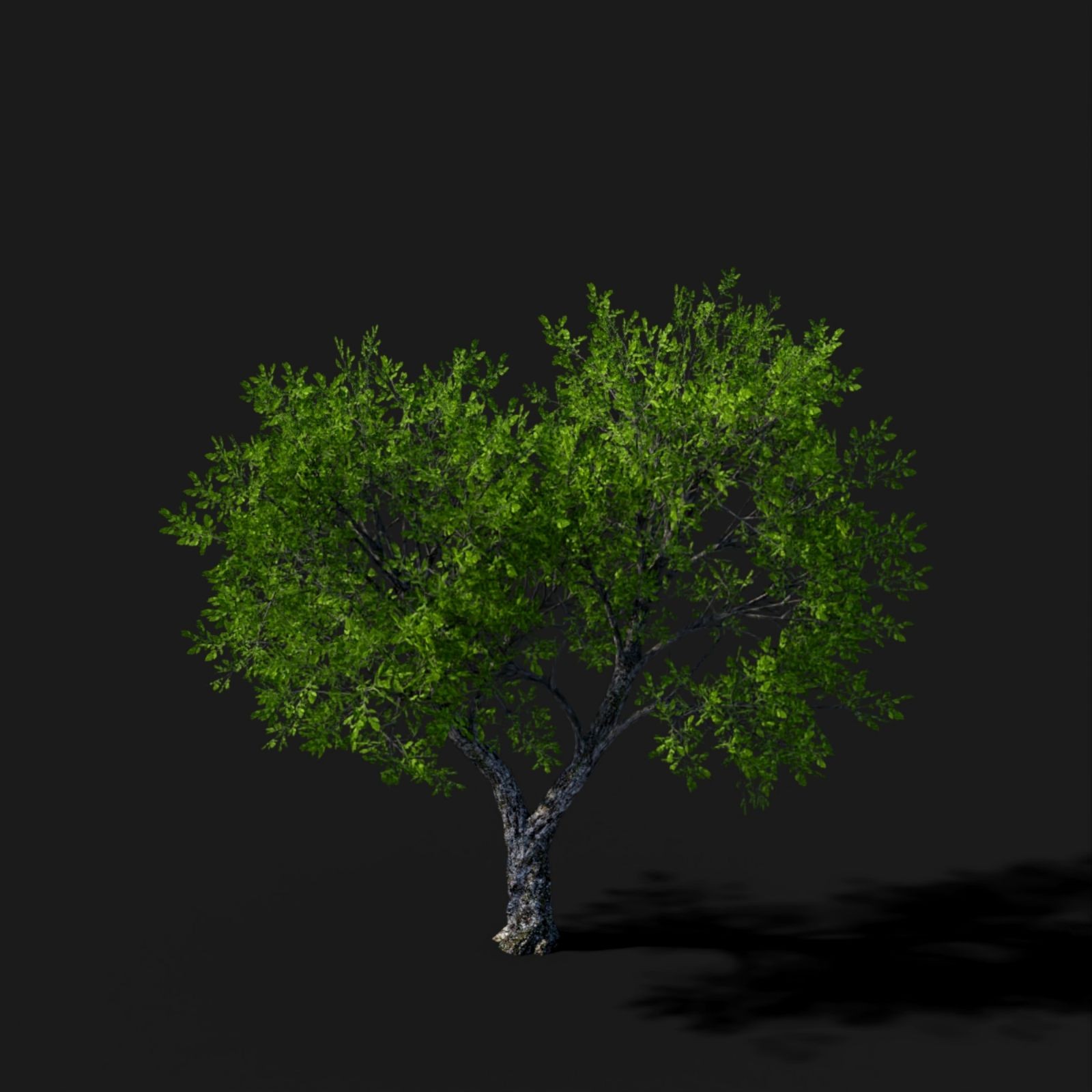 Tree Movements by N/A