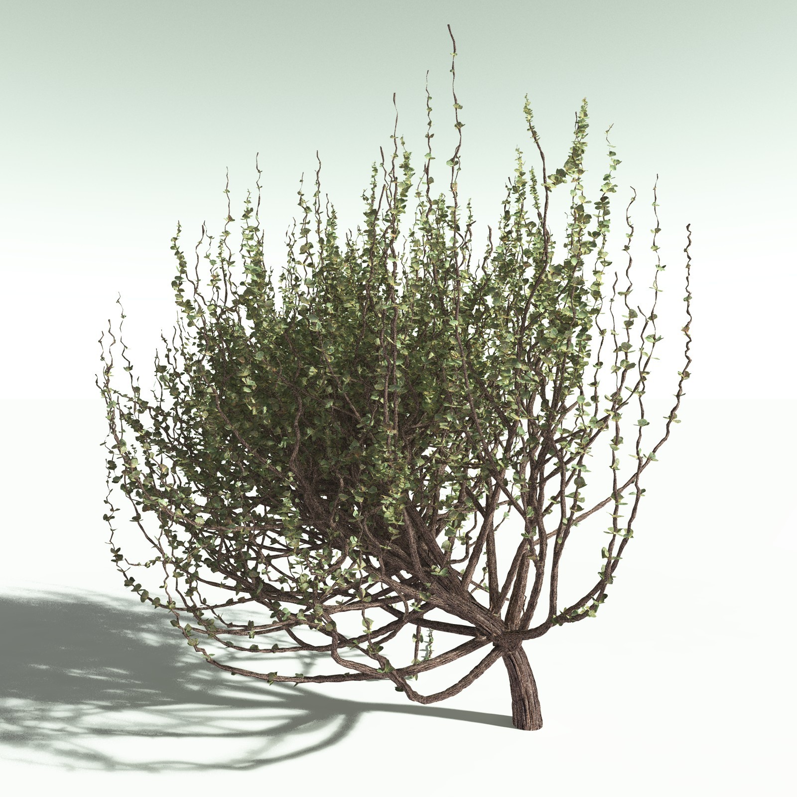 EVERYPlant US Great Basin Biome for Poser by N/A