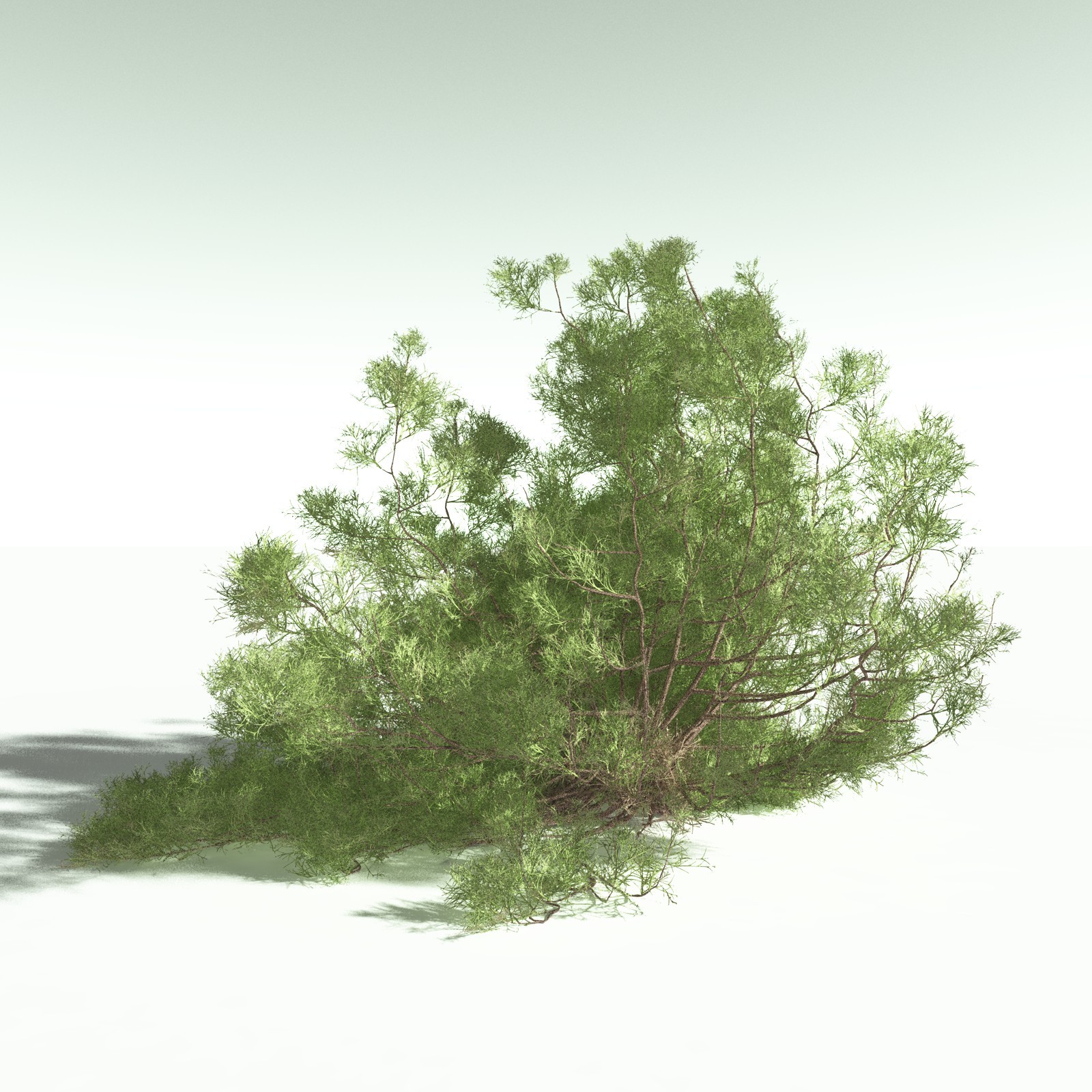 EVERYPlant US Great Basin Biome for Poser by N/A