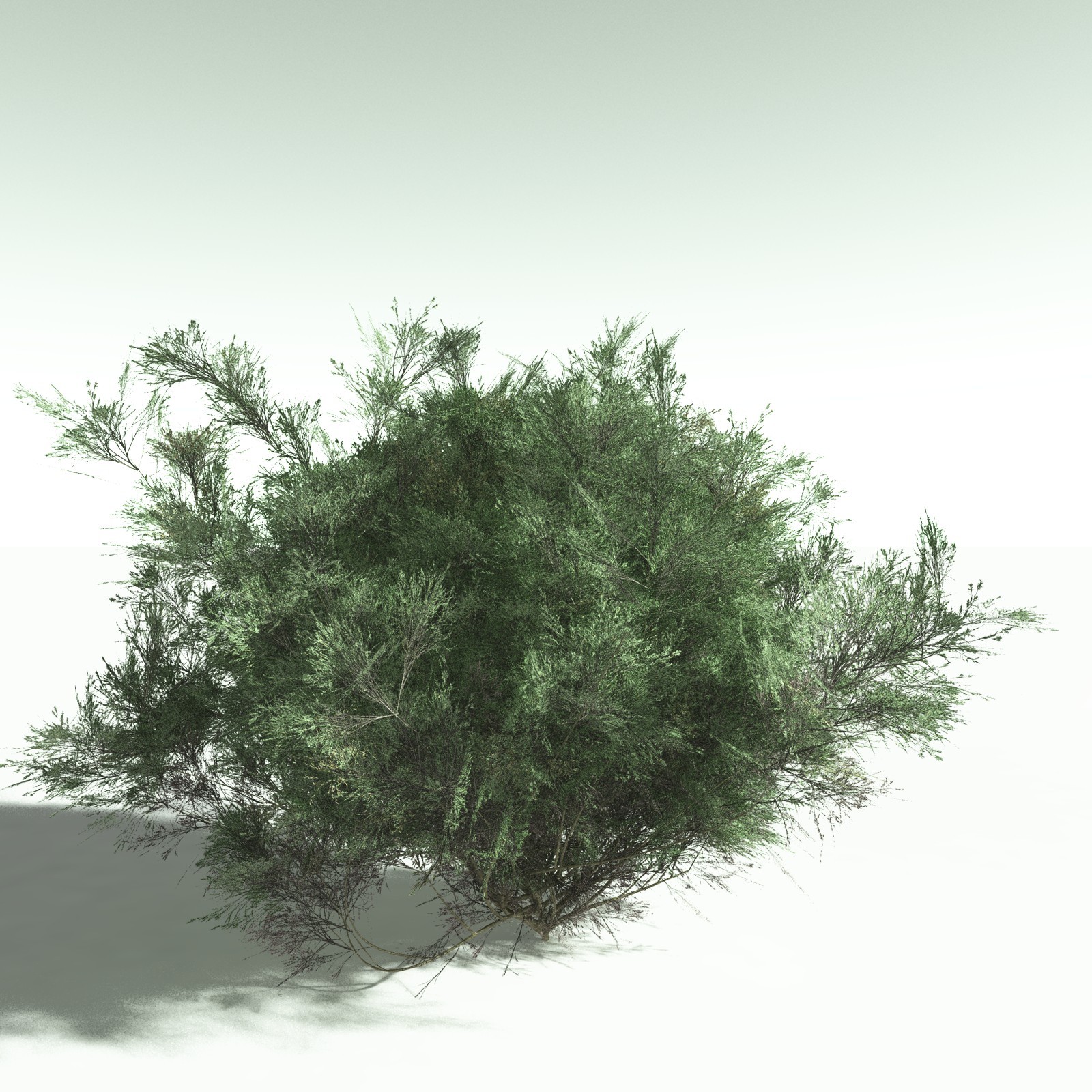 EVERYPlant US Great Basin Biome for Poser by N/A