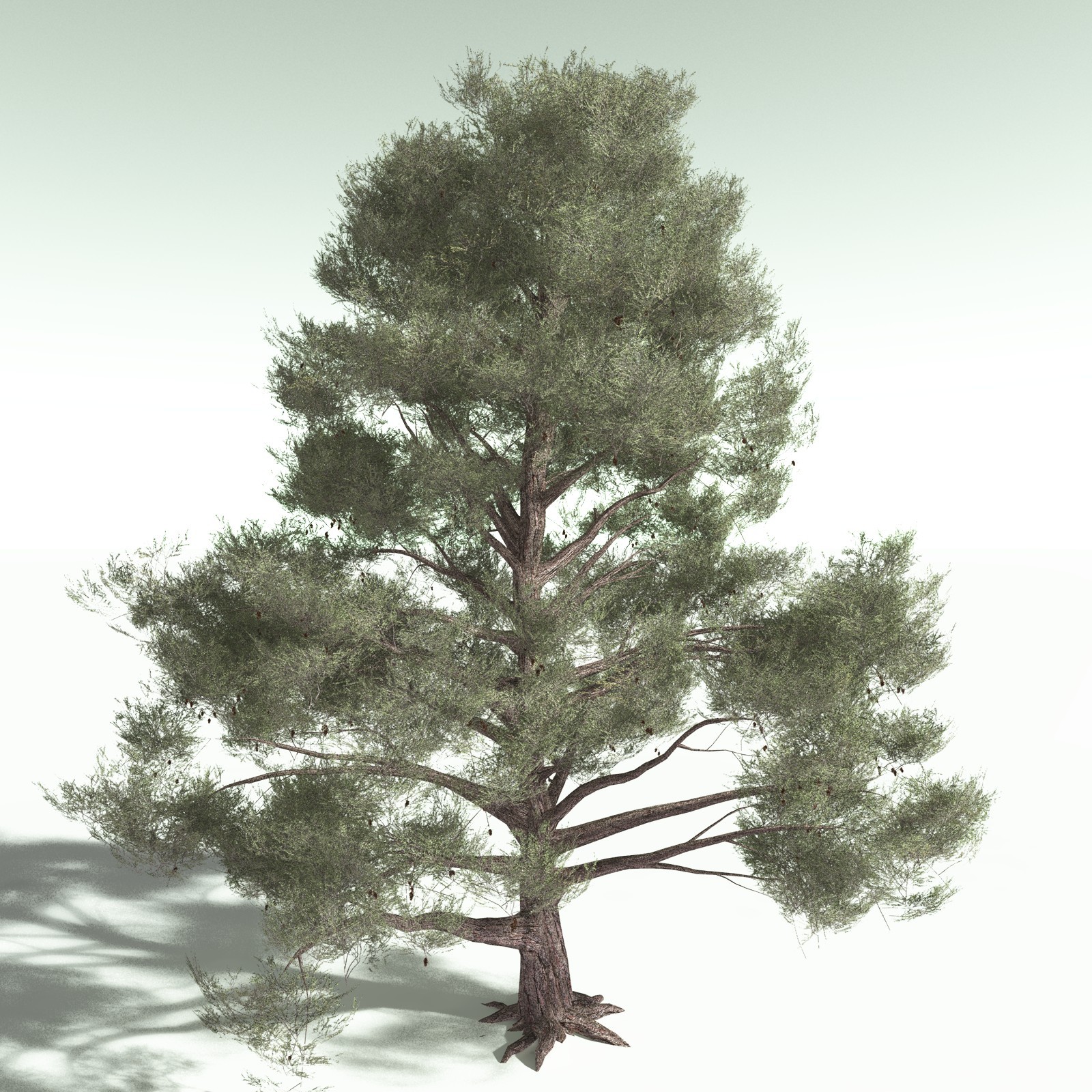 EVERYPlant US Great Basin Biome for Poser by N/A