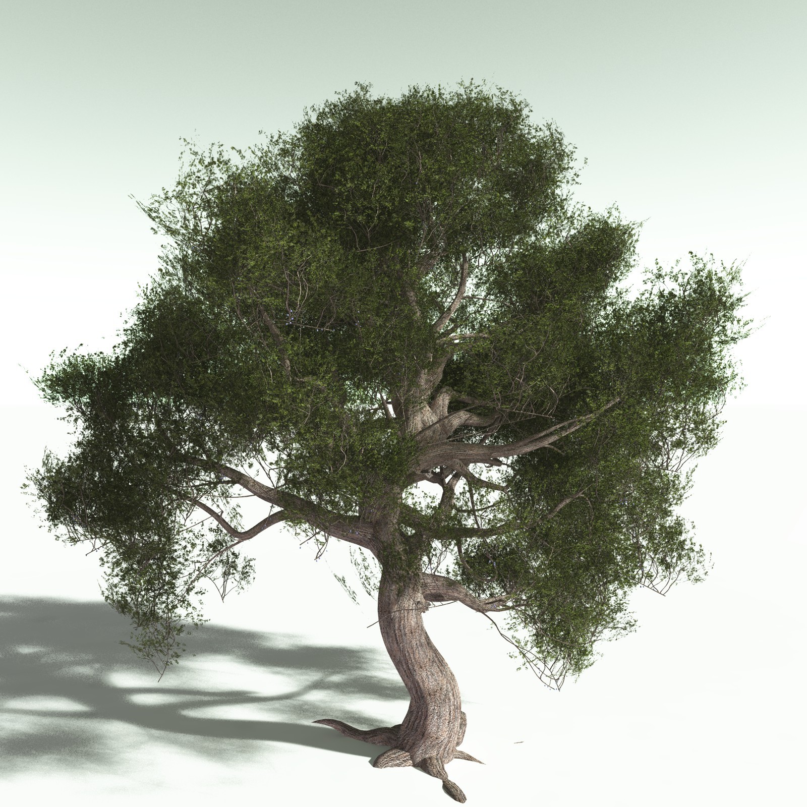 EVERYPlant US Great Basin Biome for Poser by N/A