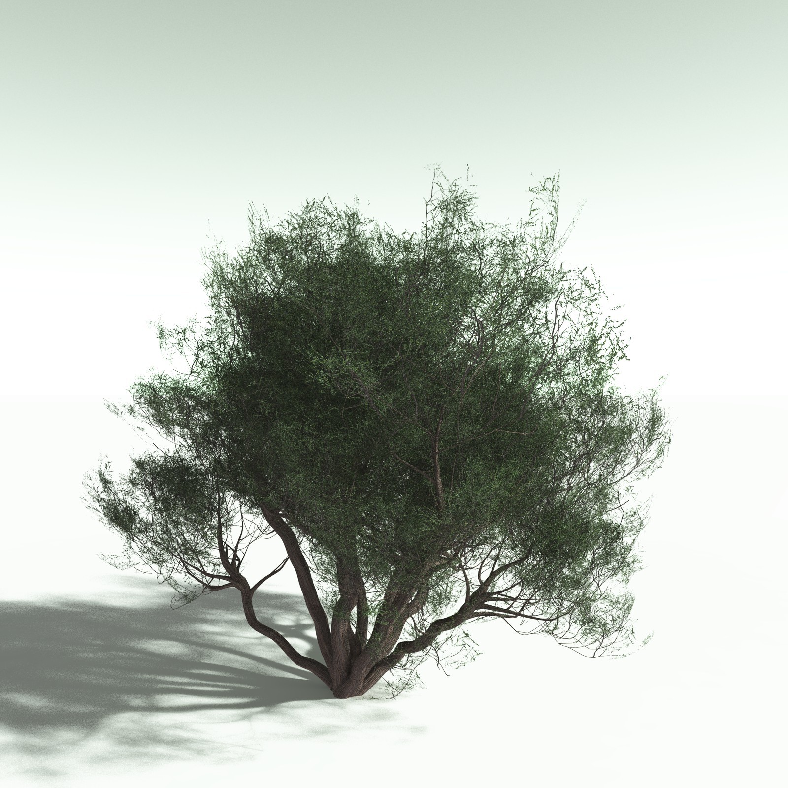 EVERYPlant US Great Basin Biome for Poser by N/A