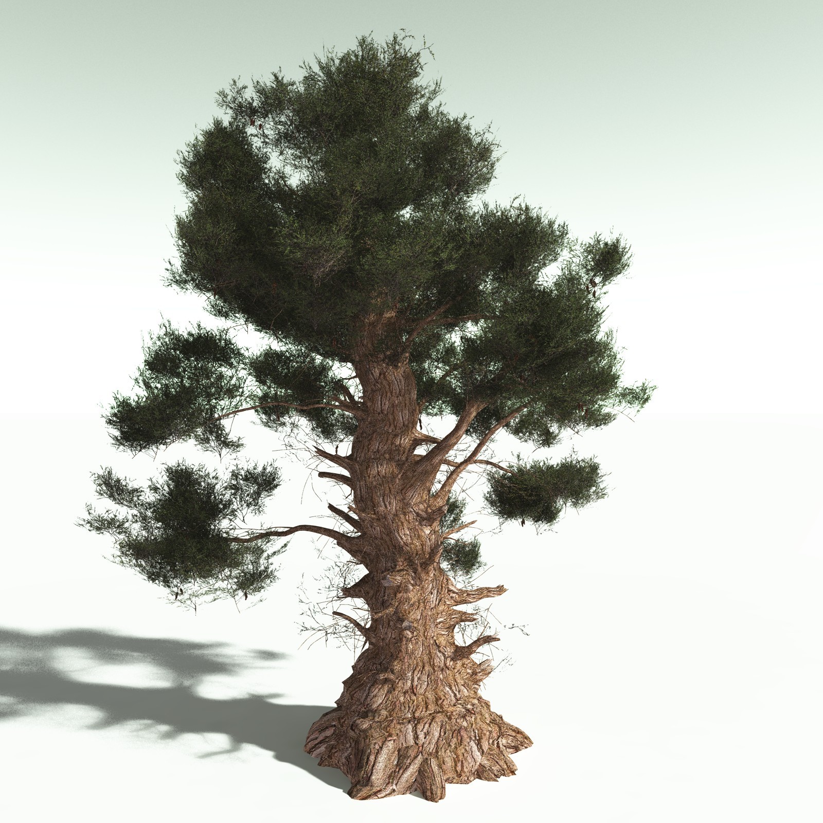 EVERYPlant US Great Basin Biome for Poser by N/A