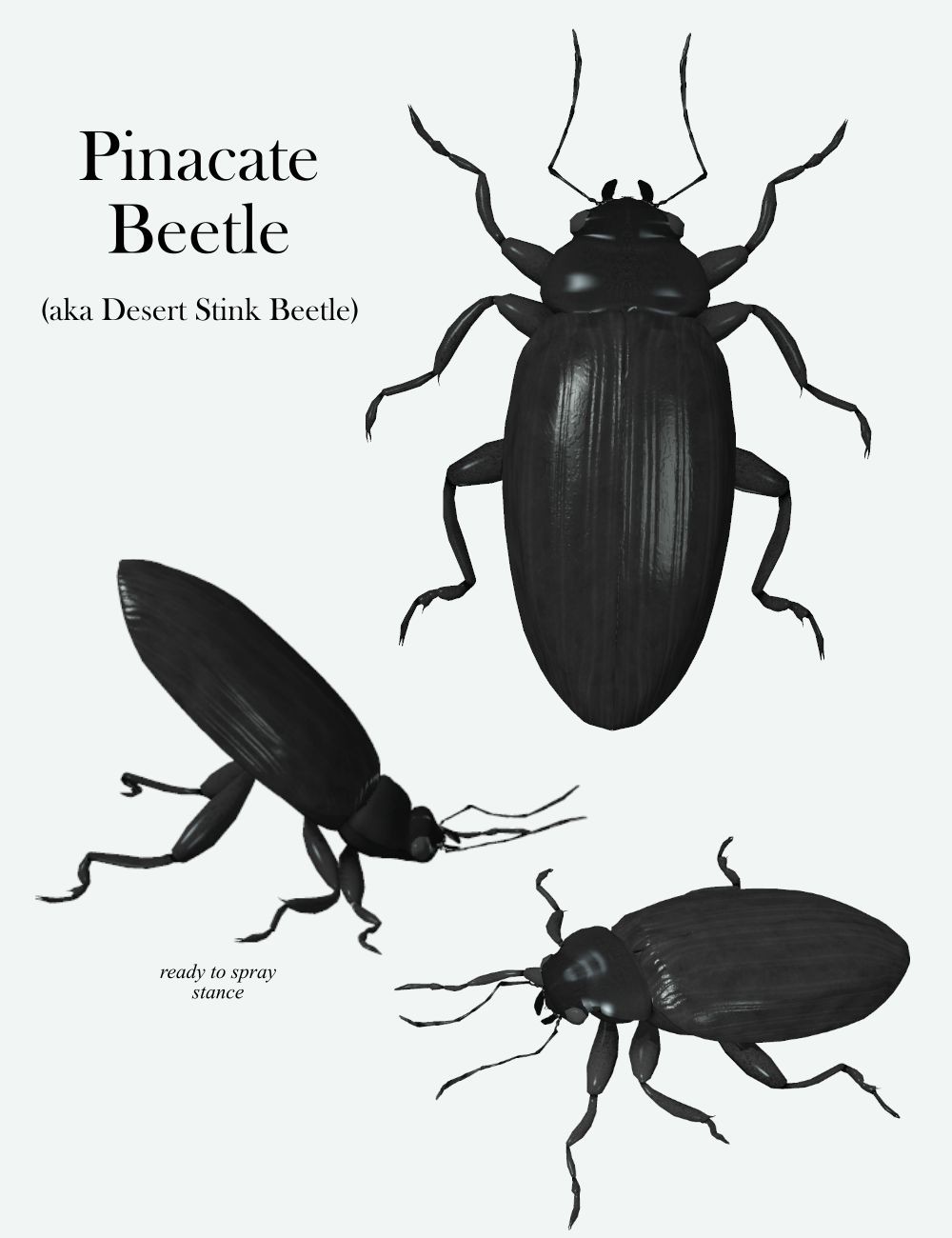 Nature's Wonders Beetles by N/A