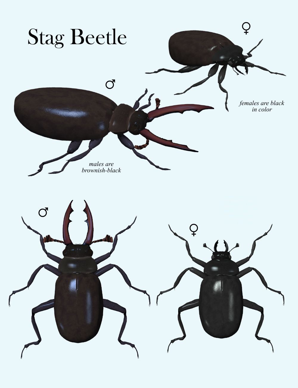 Nature's Wonders Beetles by N/A