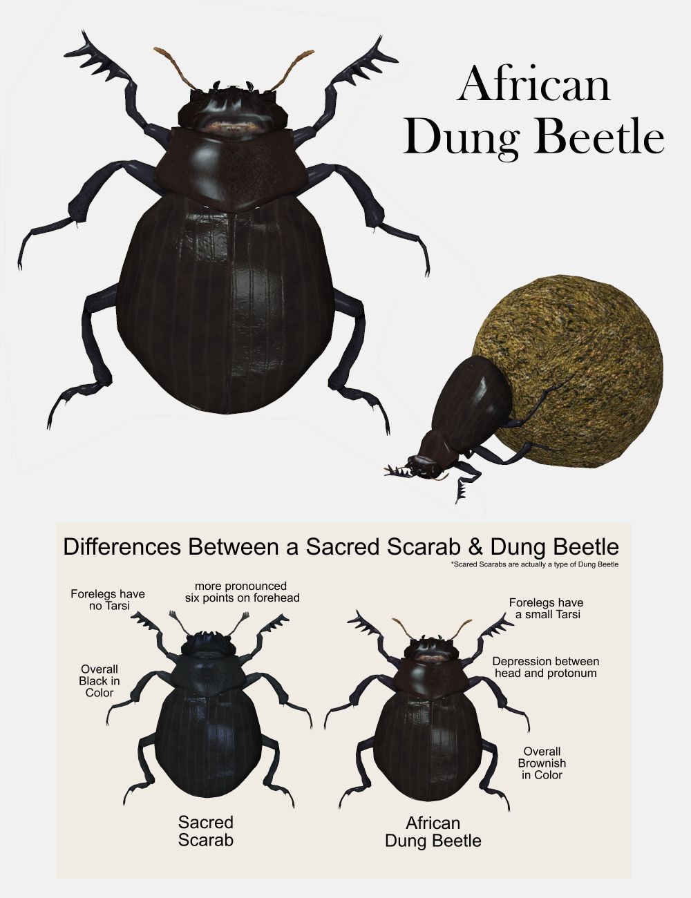 Nature's Wonders Beetles of the World Volume 1 by N/A