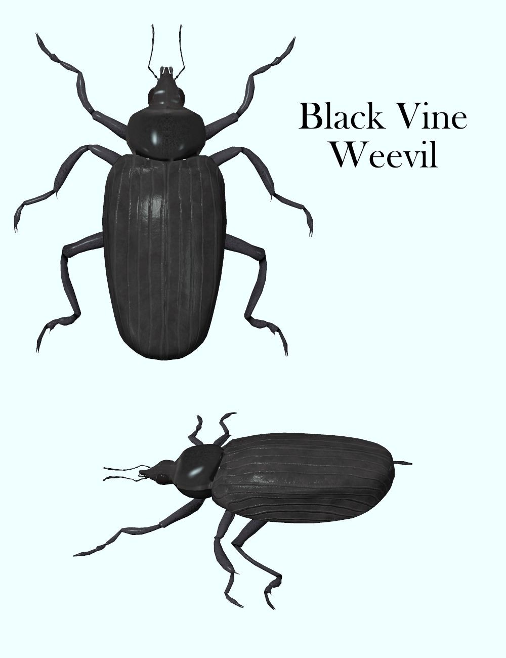 Nature's Wonders Beetles of the World Volume 1 by N/A