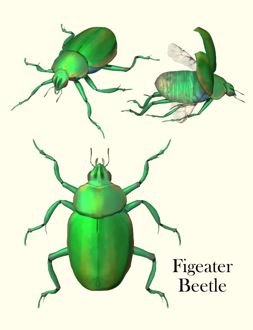 Nature's Wonders Beetles of the World Volume 1 by N/A