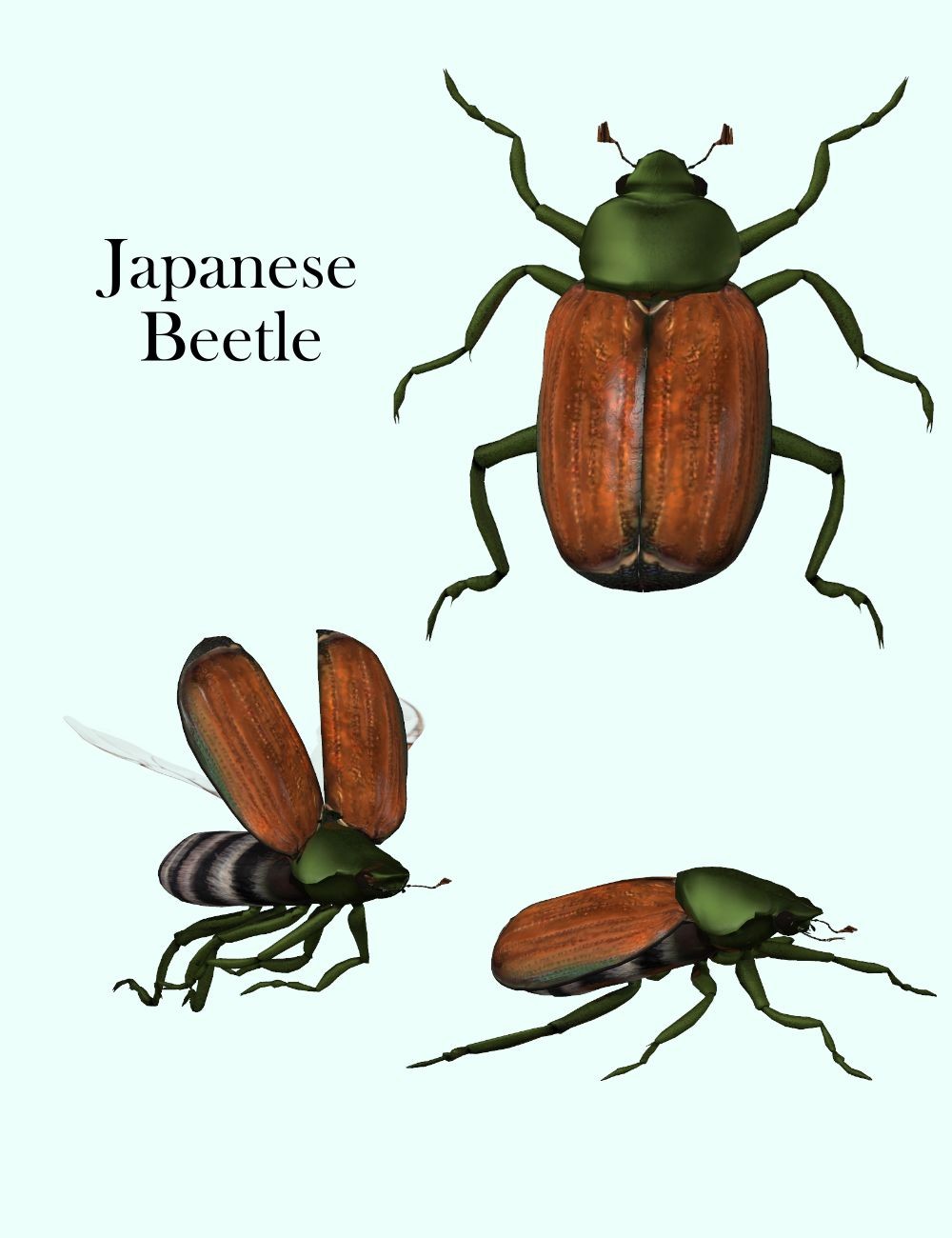 Nature's Wonders Beetles of the World Volume 1 by N/A