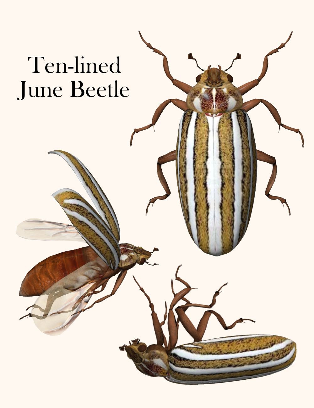 Nature's Wonders Beetles of the World Volume 1 by N/A