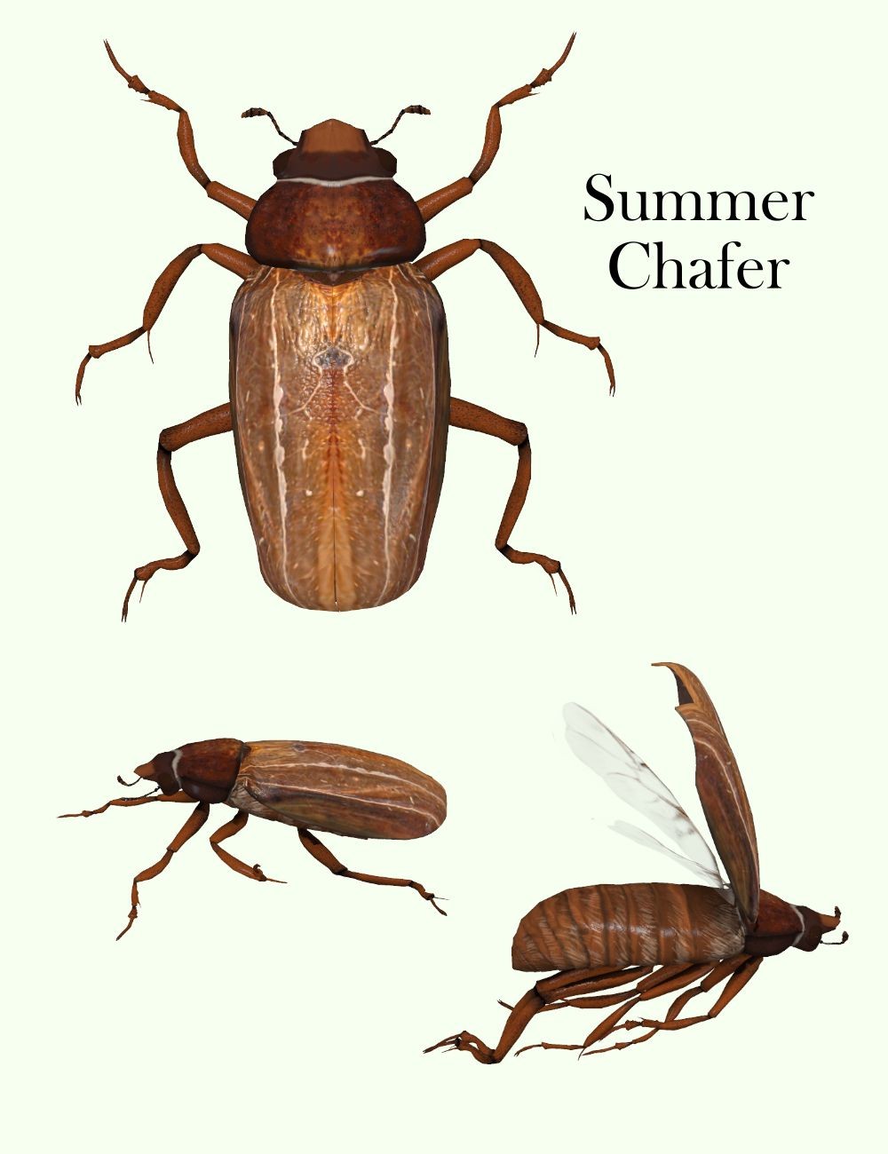 Nature's Wonders Beetles of the World Volume 1 by N/A