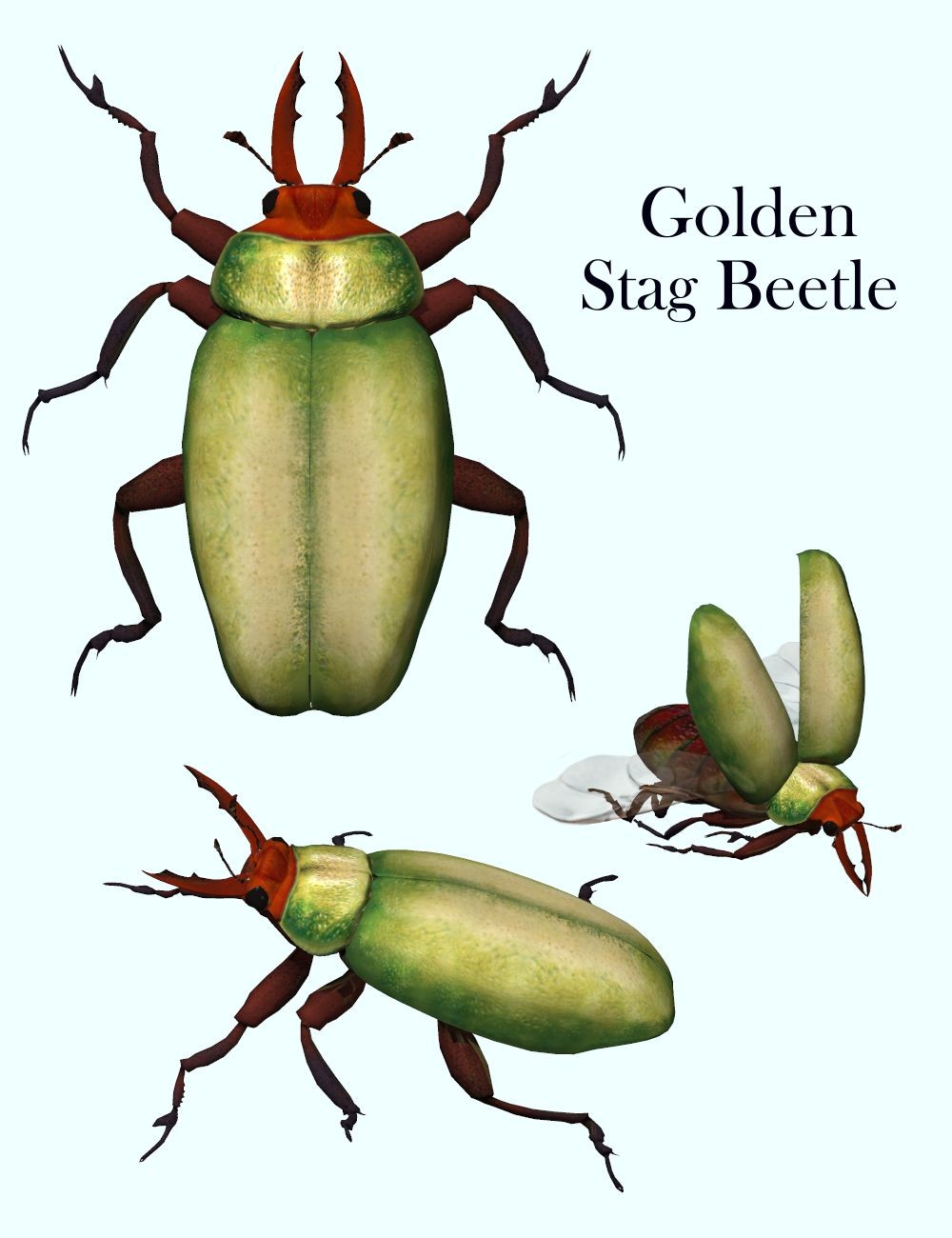 Nature's Wonders Beetles of the World Volume 1 by N/A