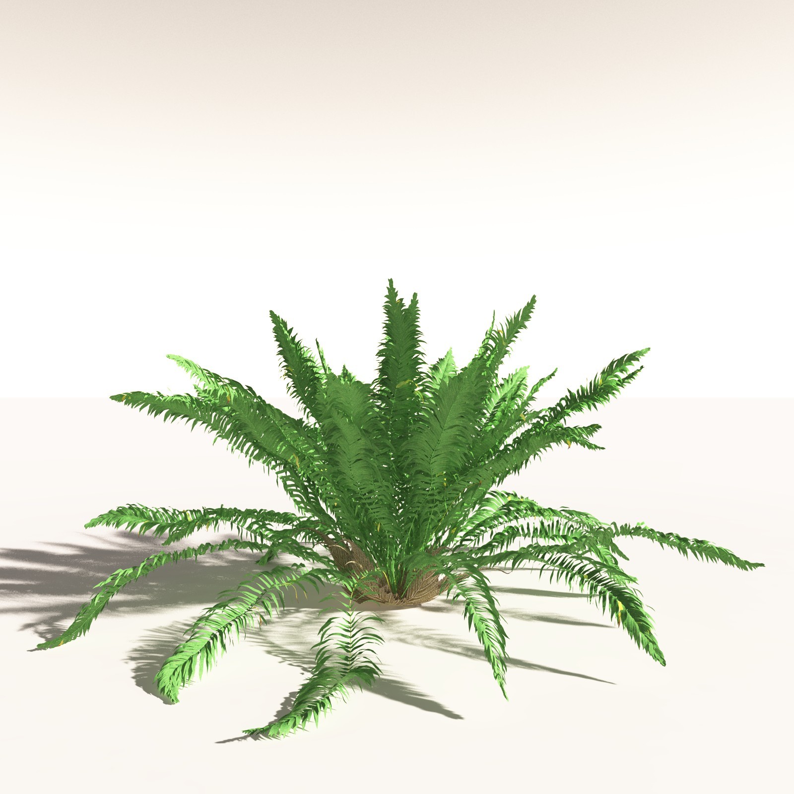 EVERYPlant Daintree Rainforest Biome for Daz by N/A