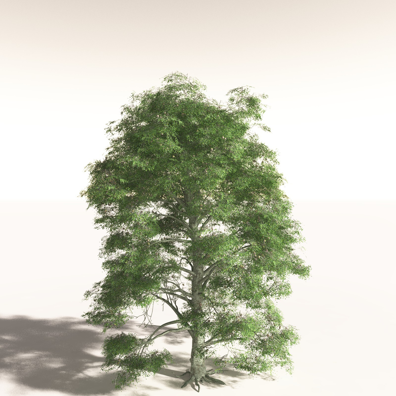 EVERYPlant Daintree Rainforest Biome for Daz by N/A
