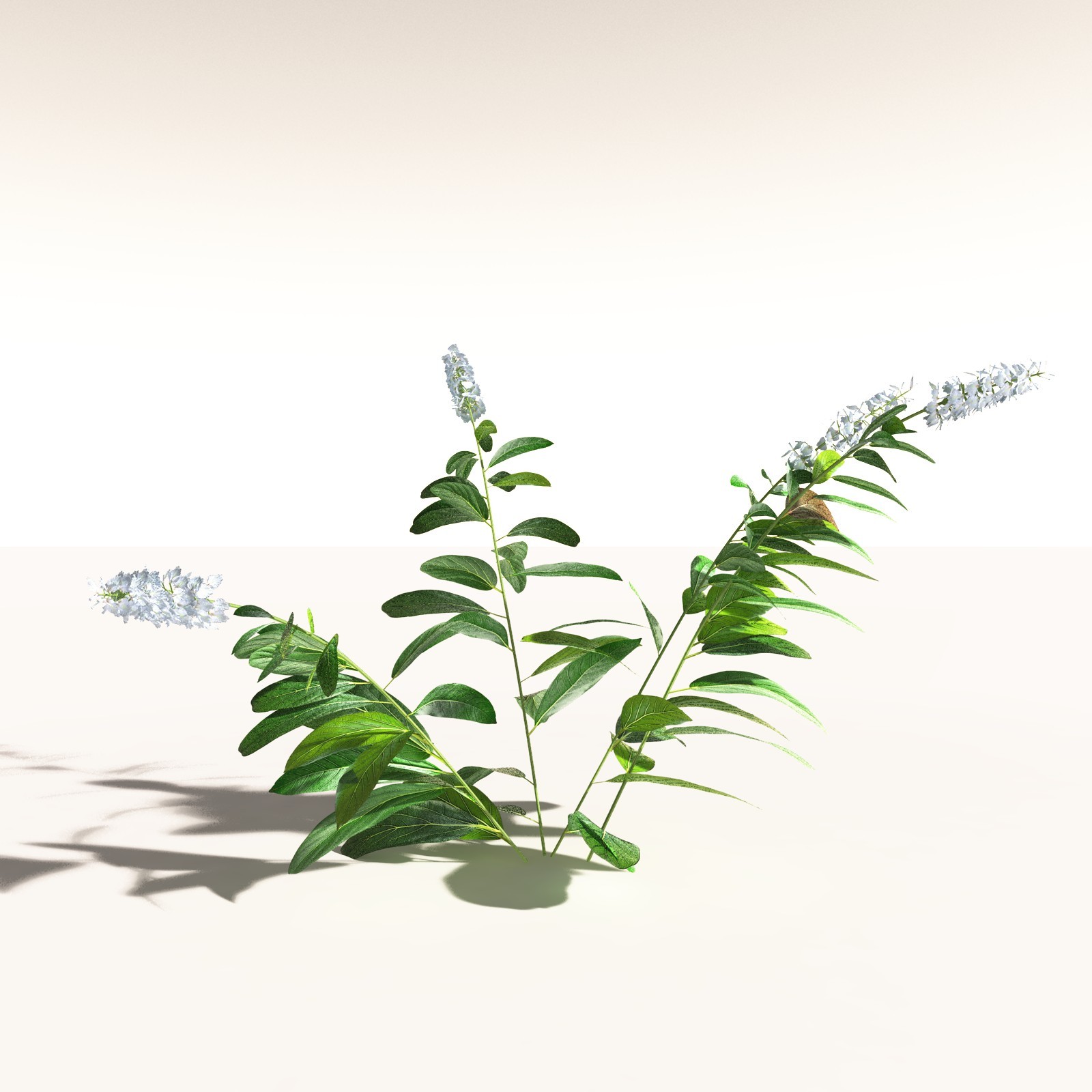 EVERYPlant Daintree Rainforest Biome for Daz by N/A