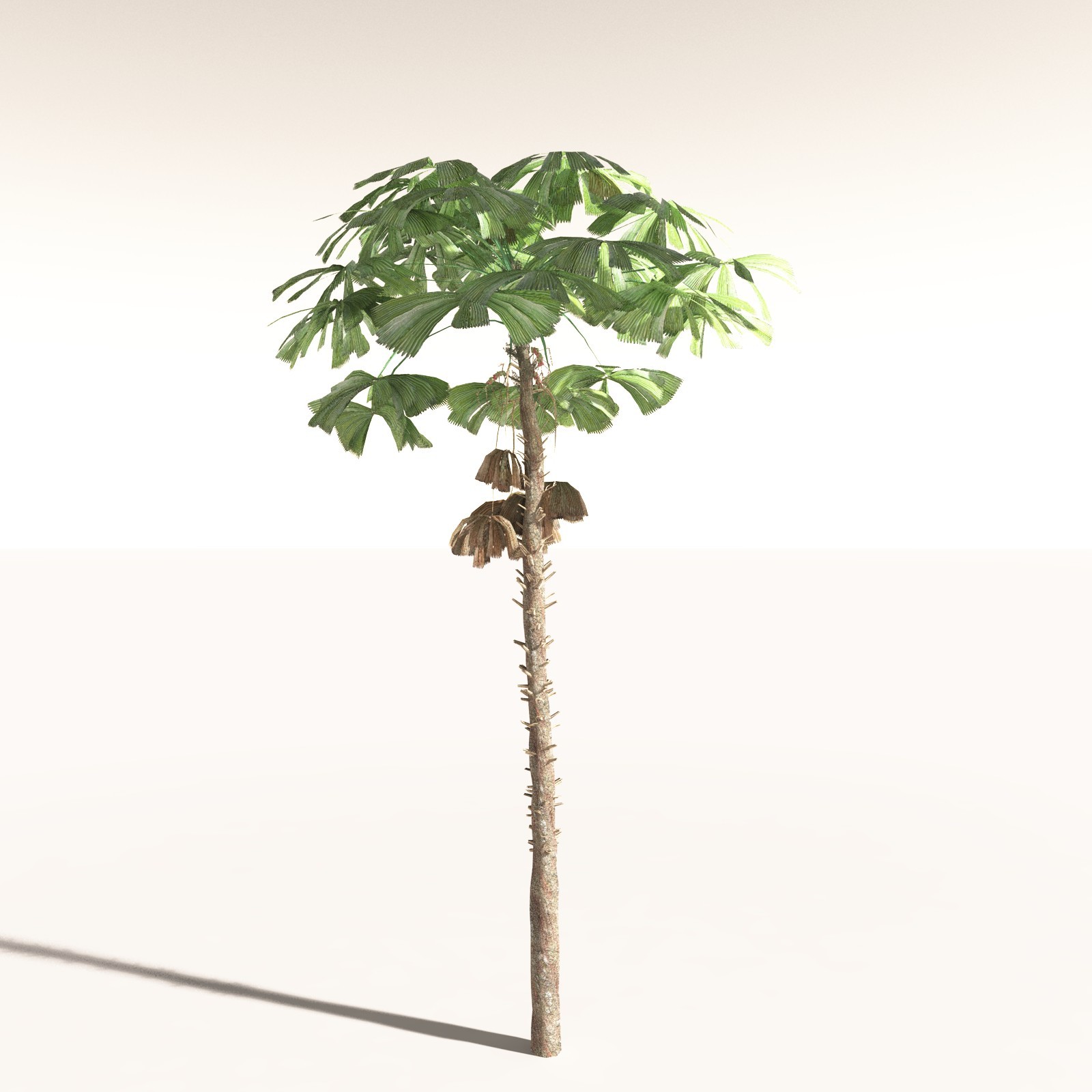 EVERYPlant Daintree Rainforest Biome for Daz by N/A