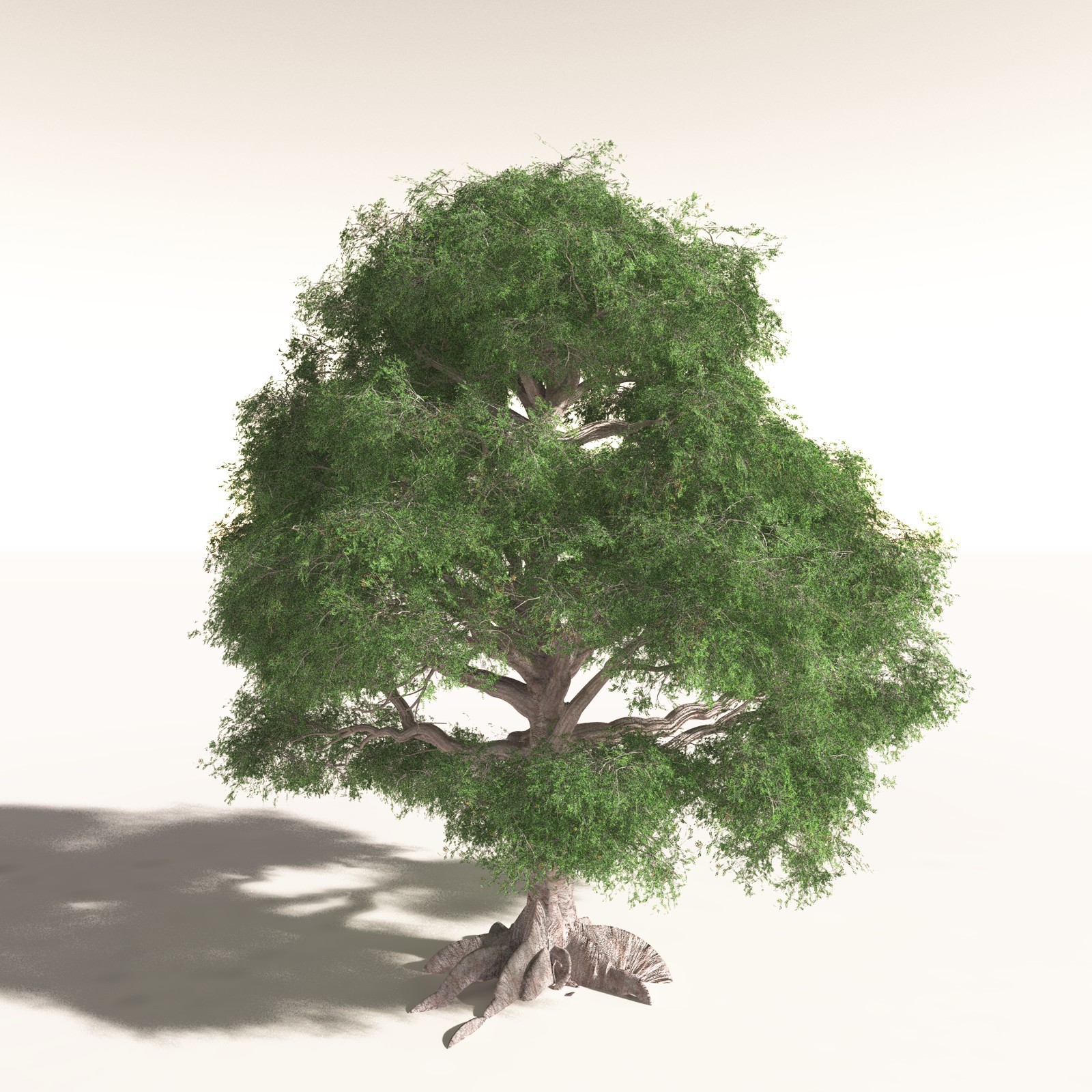 EVERYPlant Daintree Rainforest Biome for Daz by N/A