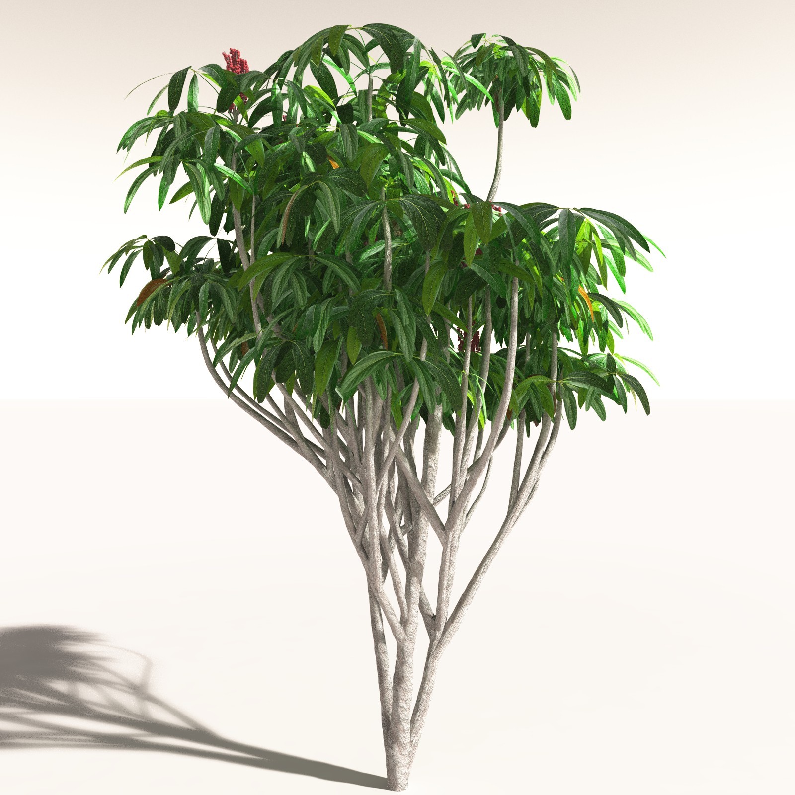EVERYPlant Daintree Rainforest Biome for Daz by N/A