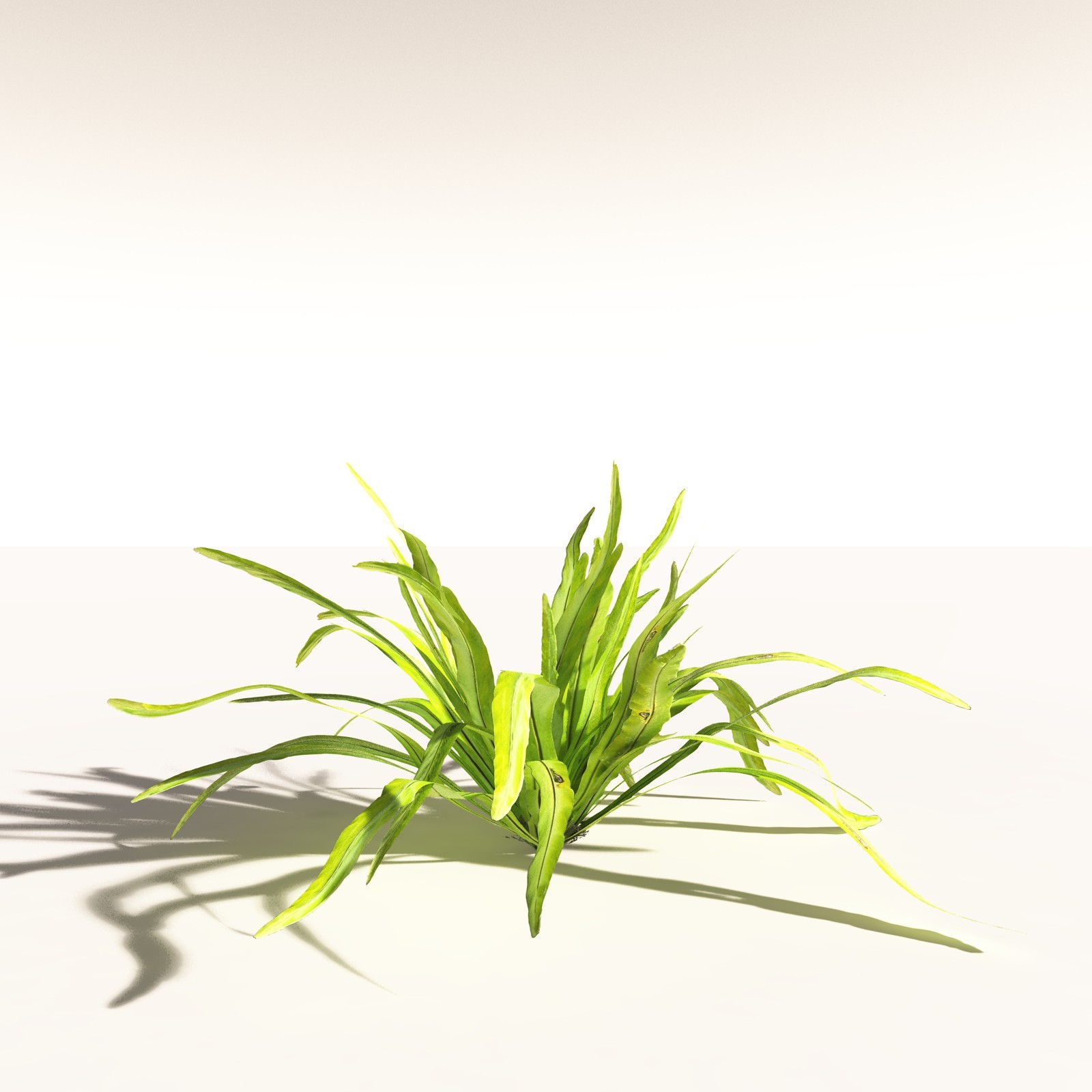 EVERYPlant Daintree Rainforest Biome for Daz by N/A