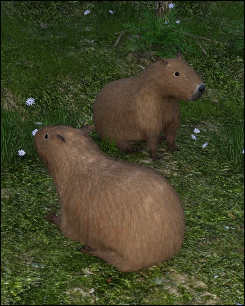 Capybara by N/A