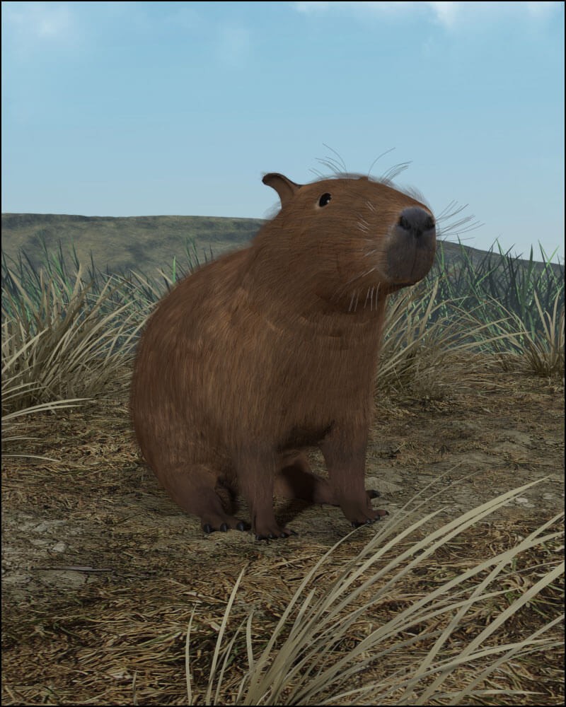 Capybara by N/A