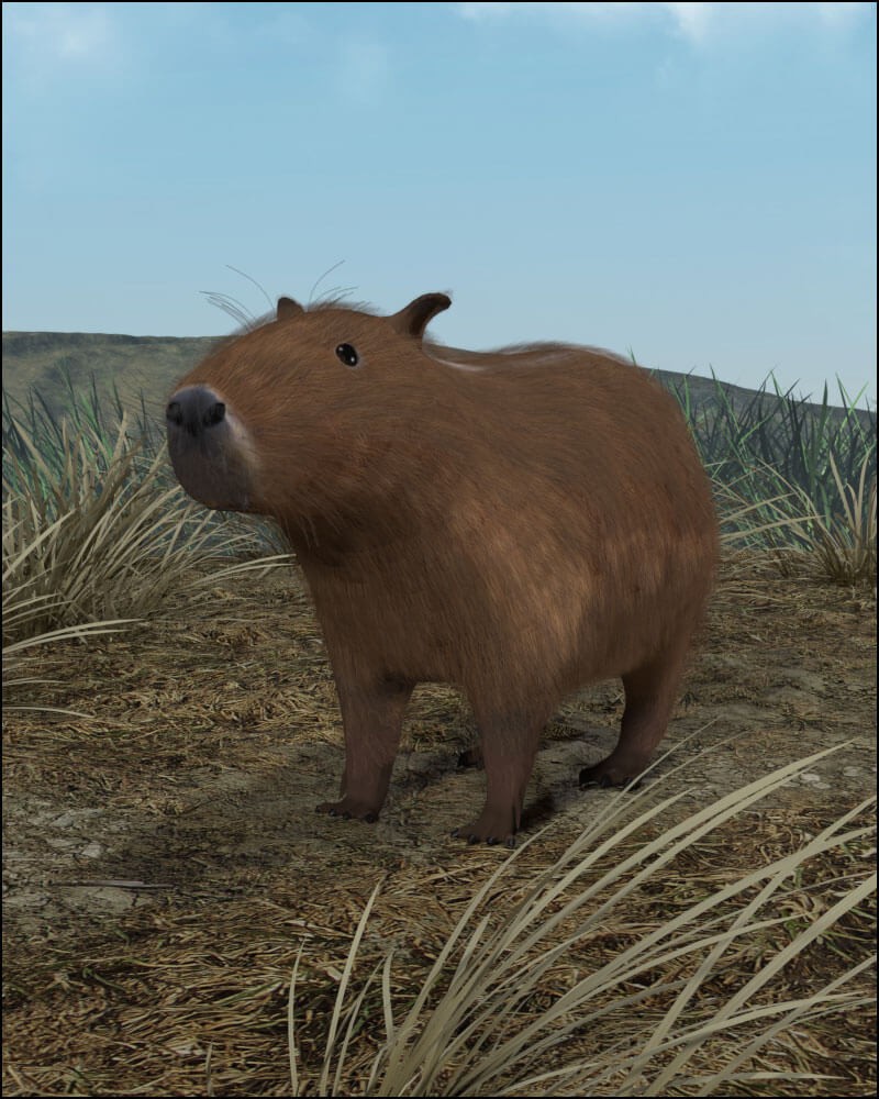 Capybara by N/A