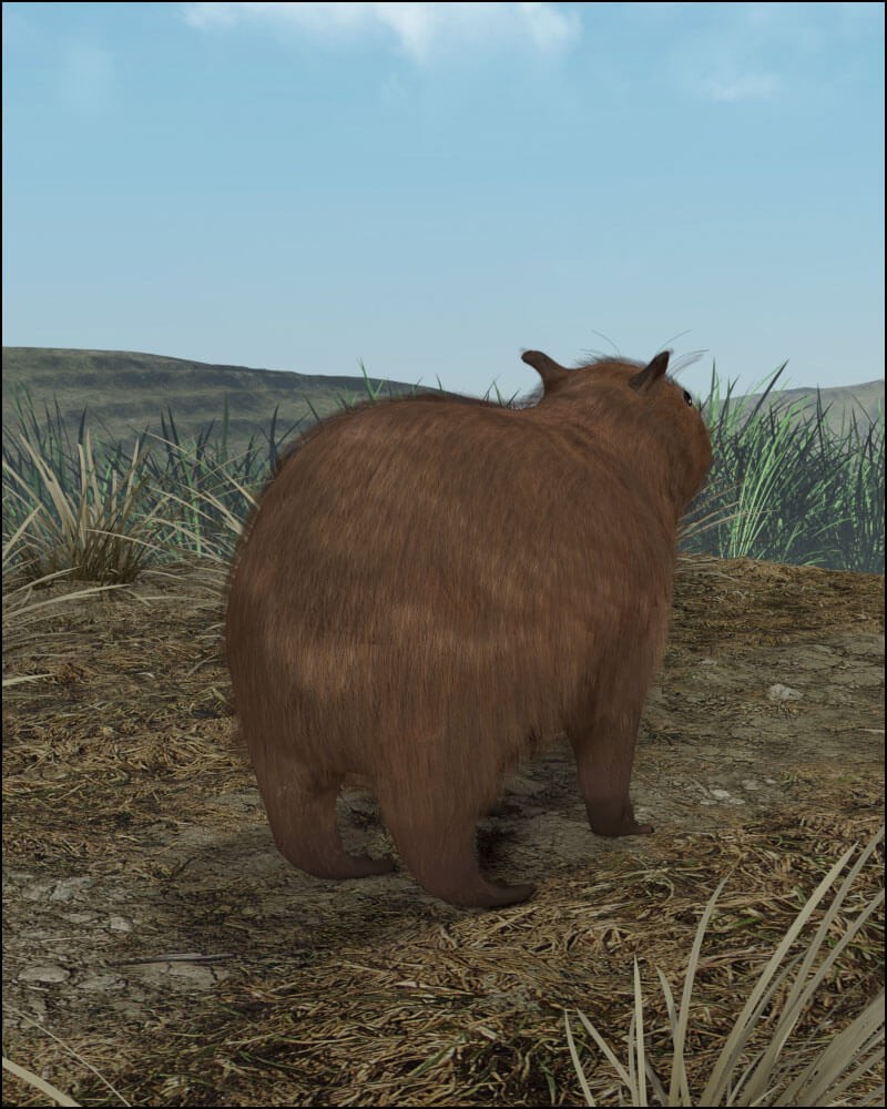 Capybara by N/A