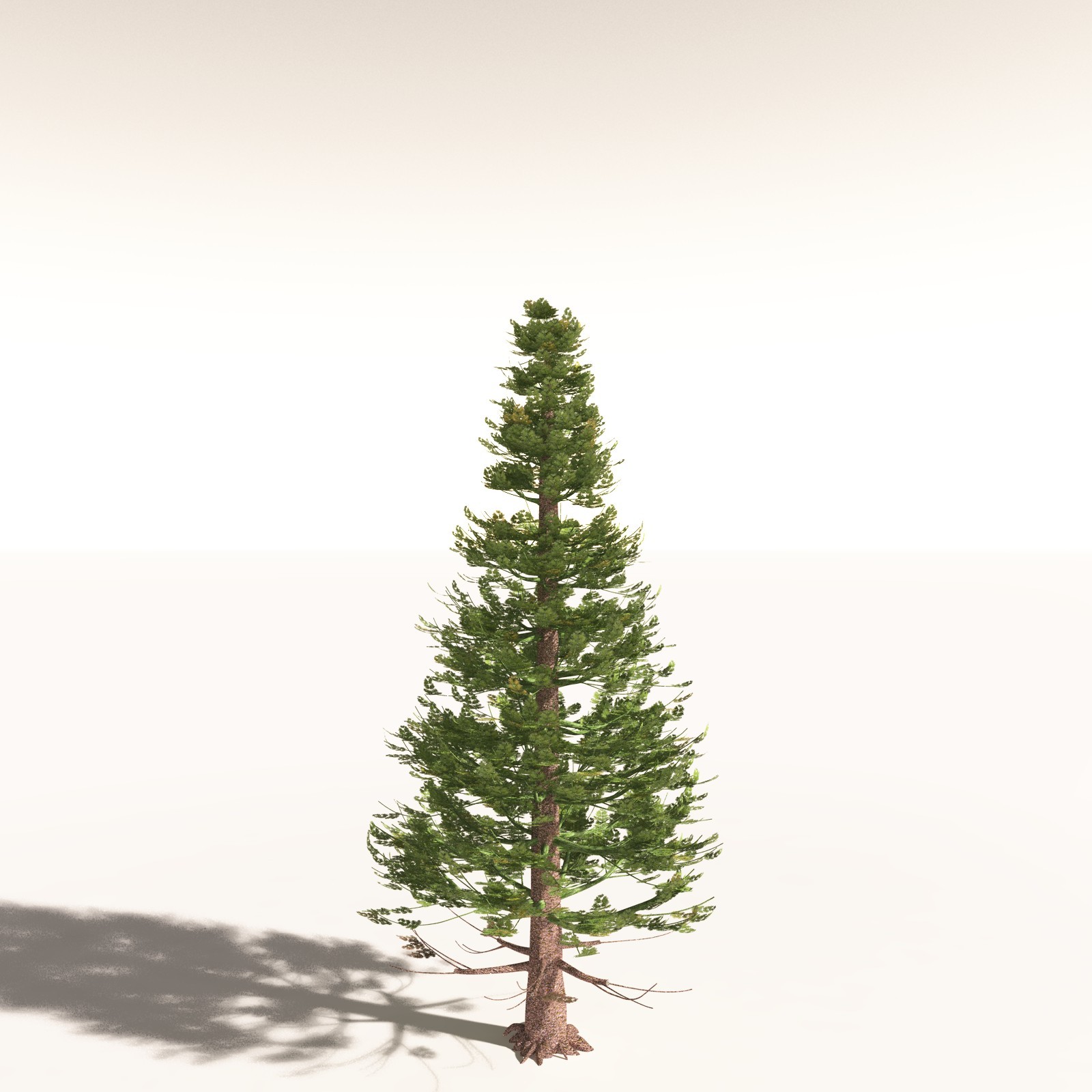 EVERYPlant Walchia Piniformis for Daz by N/A