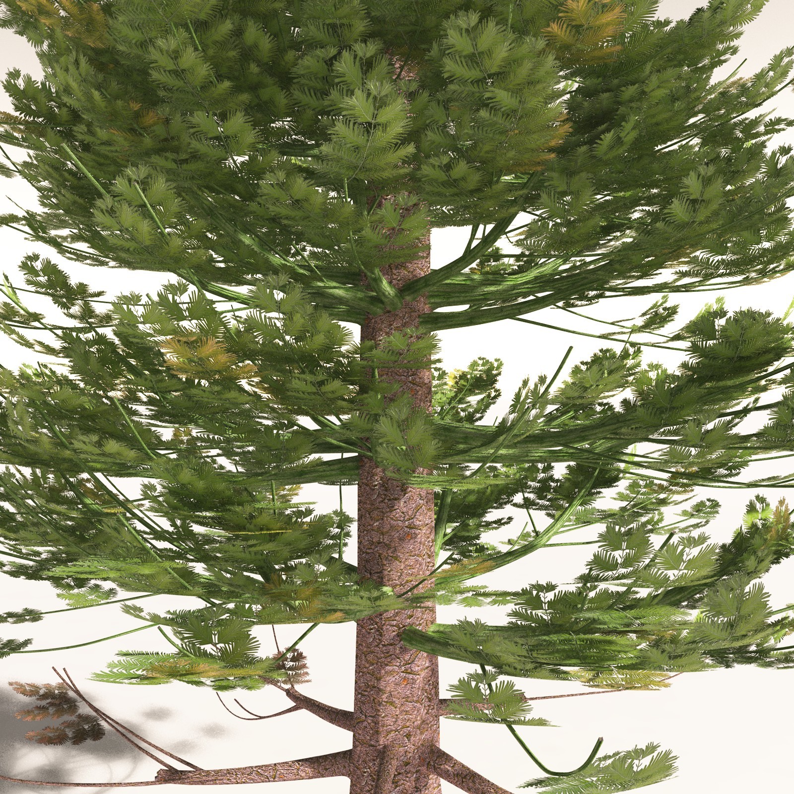 EVERYPlant Walchia Piniformis for Daz by N/A